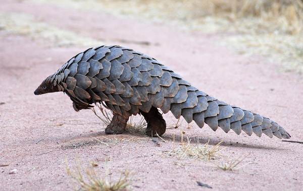 Панголин-животное-Описание-особенности-виды-образ-жизни-и-среда-обитания-панголина-14