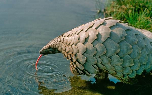 Панголин-животное-Описание-особенности-виды-образ-жизни-и-среда-обитания-панголина-19