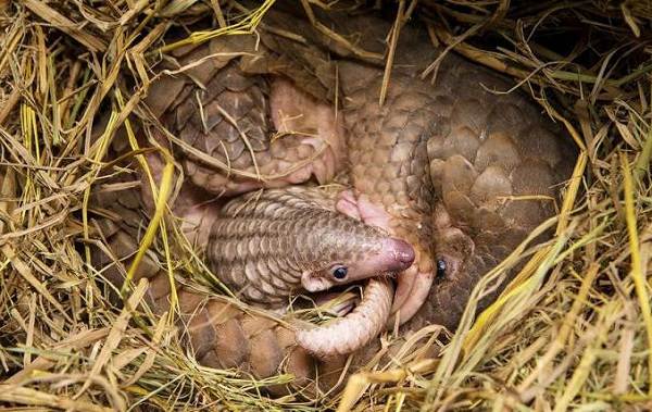 Панголин-животное-Описание-особенности-виды-образ-жизни-и-среда-обитания-панголина-20