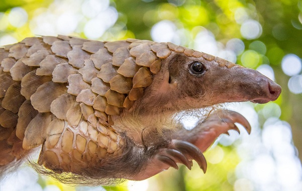 Панголин-животное-Описание-особенности-виды-образ-жизни-и-среда-обитания-панголина-23