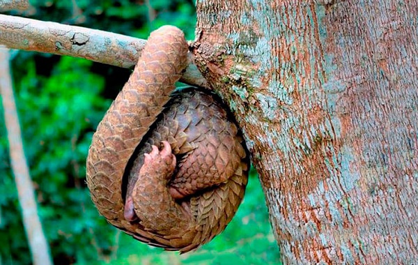 Панголин-животное-Описание-особенности-виды-образ-жизни-и-среда-обитания-панголина-24