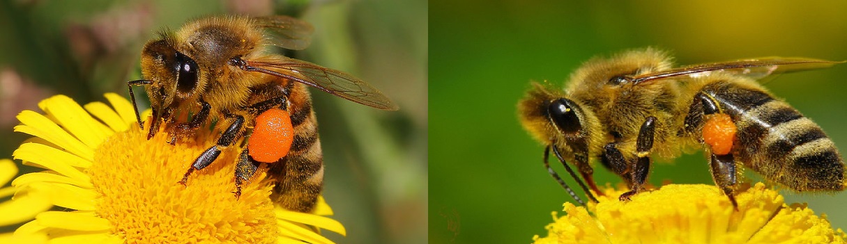 Приспособленности к среде обитания пчелы медоносной