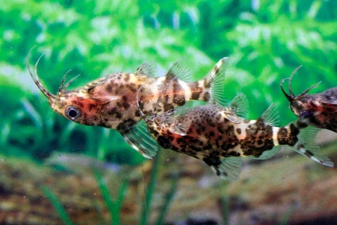 Сом синодонтис (перевертыш): совместимость с другими аквариумными рыбками, содержание, виды, размножение