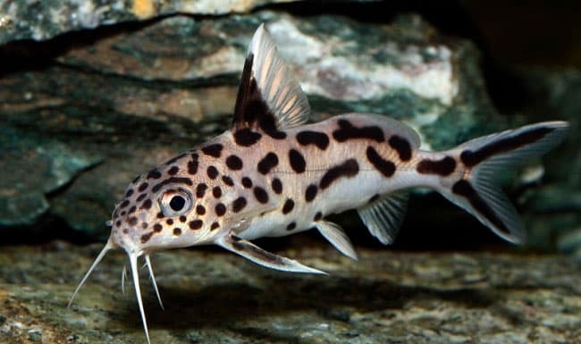 Сом синодонтис (перевертыш): совместимость с другими аквариумными рыбками, содержание, виды, размножение