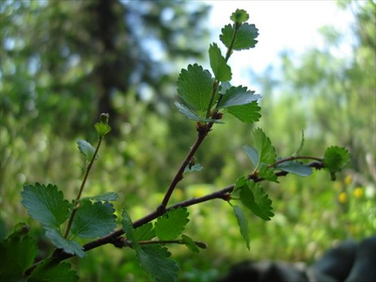 Животные, занесенные в Красную книгу Красноярского края - названия, описание