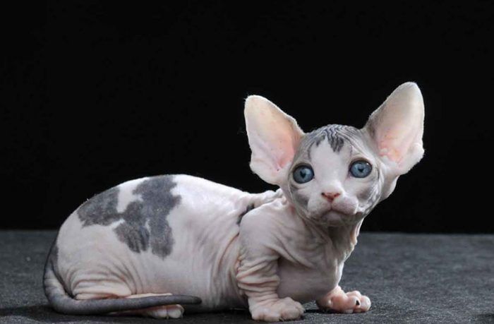 Маленький бамбино Бамбино обнаружен