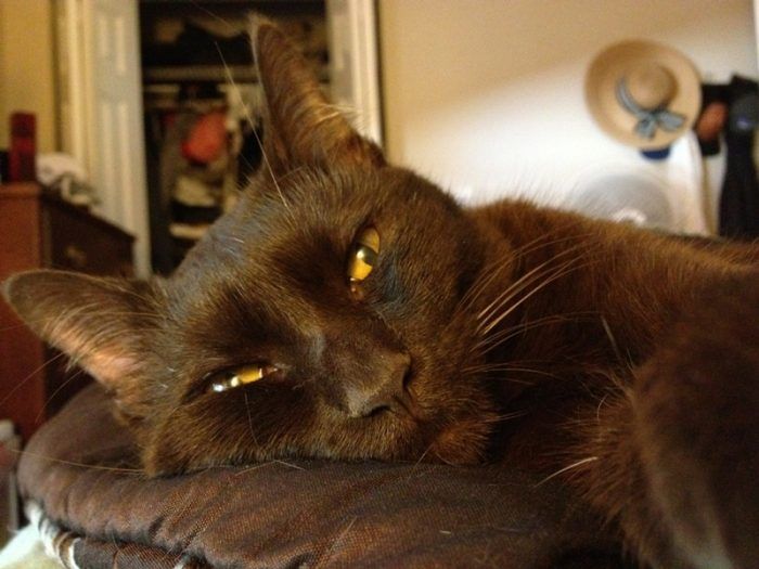 Гавана нежится