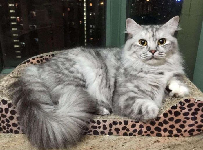 Серый рагамаффин в пятна Серый кот рагамаффин