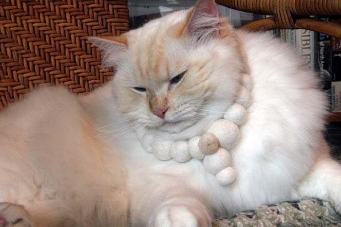 Щекастый кот Толстый рагамаффин