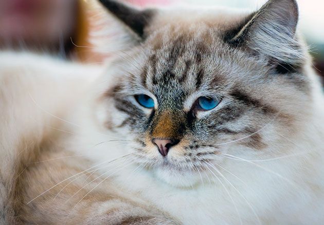 Рагамаффин засыпает Сонный кот