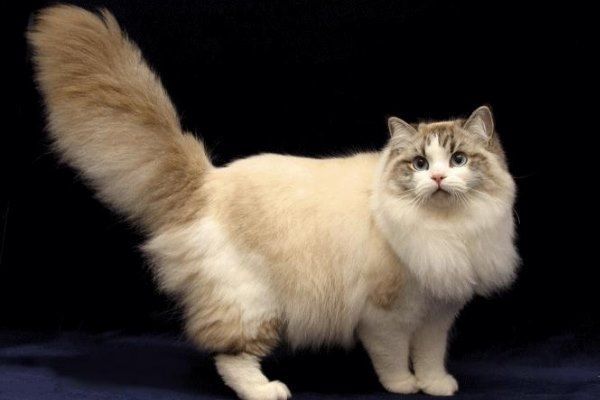 Пушистый кот Красивый кот рагамаффин