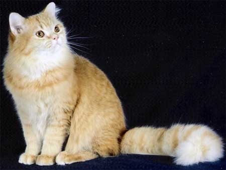 Оборванец Заинтересованный котик