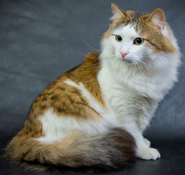 Каким может быть рагамаффин Еще одно фото котика