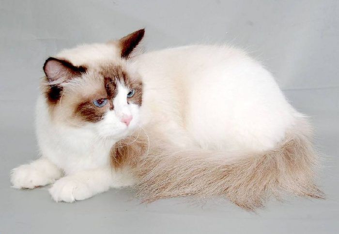 Пушистая кошка породы рагамаффин Ласковый кот