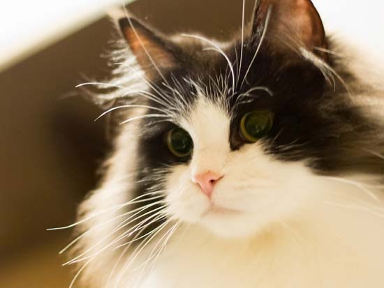 Один из окрасов кошки рагамаффин Бело-черная кошка