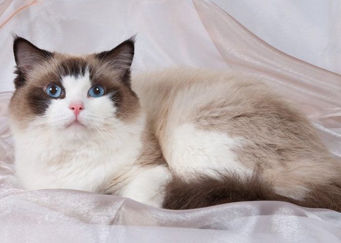 Порода Рэгдолл