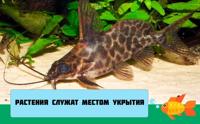 Сом синодонтис (перевертыш): совместимость с другими аквариумными рыбками, содержание, виды, размножение