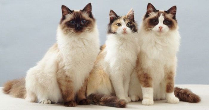 Три красивых кота Три кота