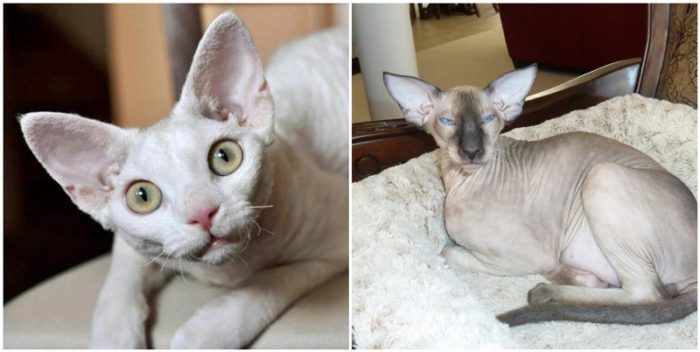 Девон Рекс и Петерболд