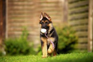 Немецкая овчарка с мячом