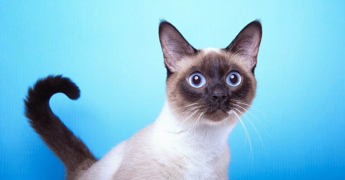 Сиамская кошка