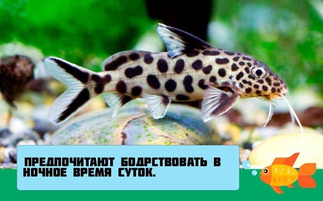 Сом синодонтис (перевертыш): совместимость с другими аквариумными рыбками, содержание, виды, размножение