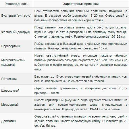 Сом синодонтис (перевертыш): совместимость с другими аквариумными рыбками, содержание, виды, размножение