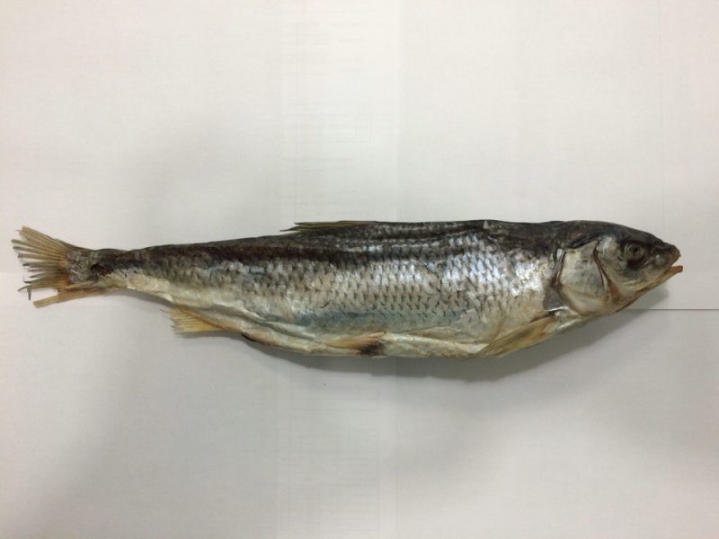 Кутум: описание, особенности, виды, образ жизни и среда обитания