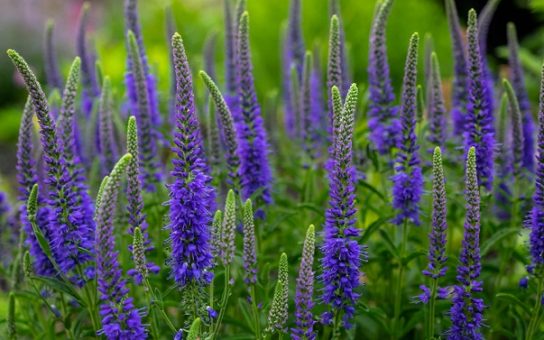 Животные, занесенные в Красную книгу Красноярского края - названия, описание