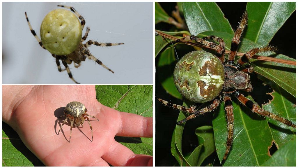 Виды крестоцветных пауков