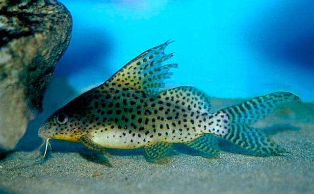 Сом синодонтис (перевертыш): совместимость с другими аквариумными рыбками, содержание, виды, размножение