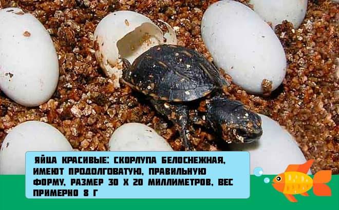 Европейская болотная черепаха: как содержать в домашних условиях, уход, чем питается и сколько живет