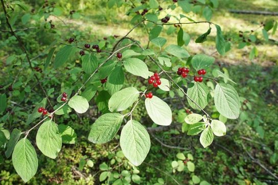 Животные, занесенные в Красную книгу Красноярского края - названия, описание