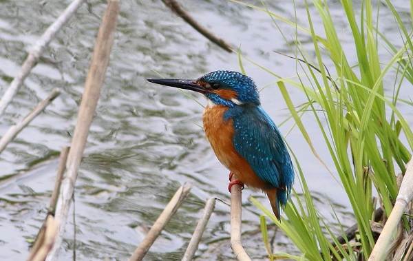 Зимородок-птица-Описание-особенности-образ жизни-и-среда обитания-зимородок-14