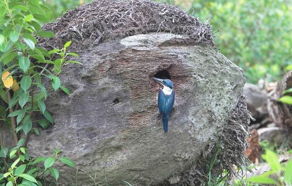 Зимородок-птица-Описание-особенности-образ жизни-и-среда обитания-зимородок-15