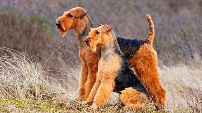 Два эрдельтерьера фото