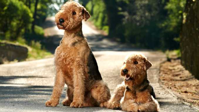 Щенки эрдельтерьера фото