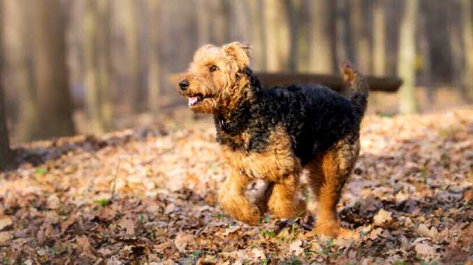 Фото эрдельтерьера в лесу
