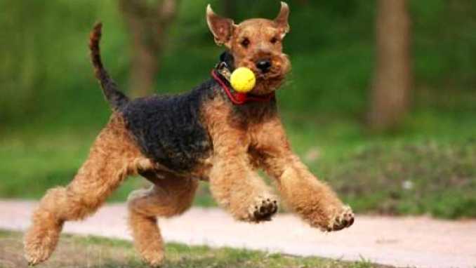 Дрессировка Эрдельтерьера фото