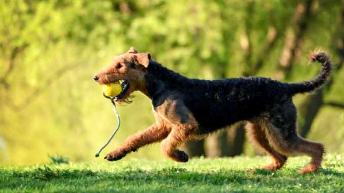 Эрдельтерьер играет фото
