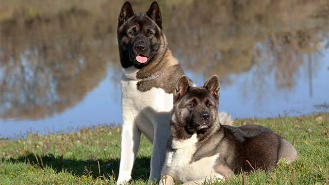 американская акита-собака пара фото