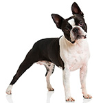 бостон-терьер фото взрослой собаки