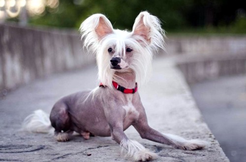 лысая китайская хохлатая собака