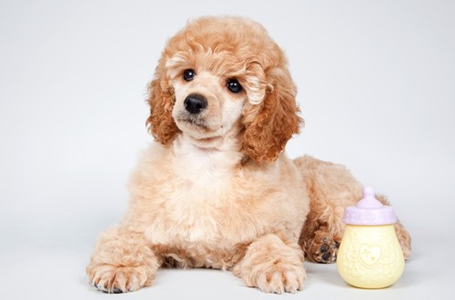 красный королевский пудель