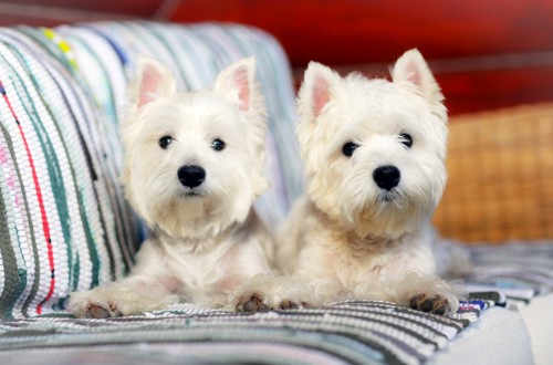 два белых терьера из Вест-Хайлендса