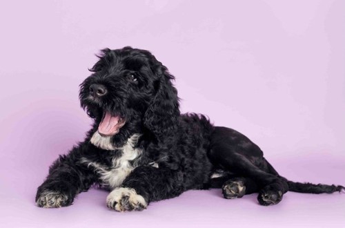 португальский вассерхунд