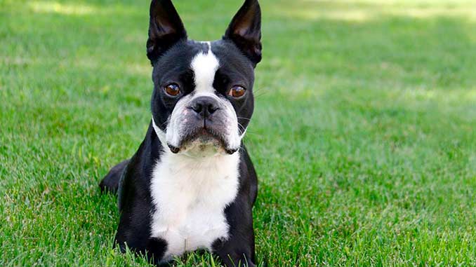 черно-белый бостон-терьер фото