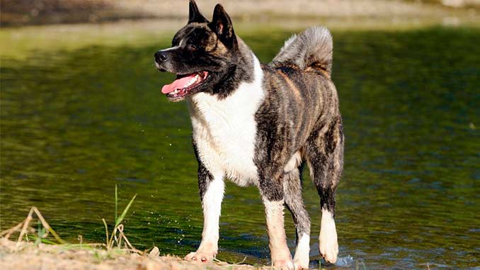 американская тигровая акита фото