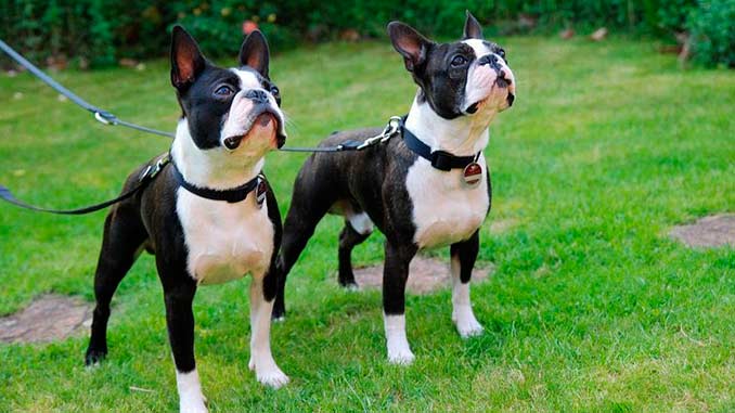 пара собак породы бостон-терьер фото