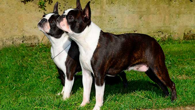 фото собак породы бостон-терьер